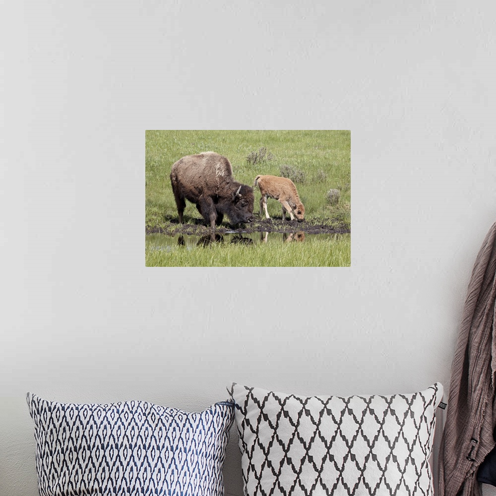 A bohemian room featuring Bison, cow and calf drinking, Yellowstone National Park, Wyoming