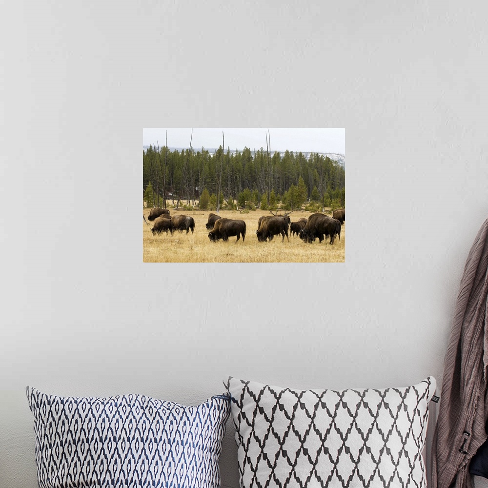 A bohemian room featuring Bison herd, Yellowstone National Park, Wyoming