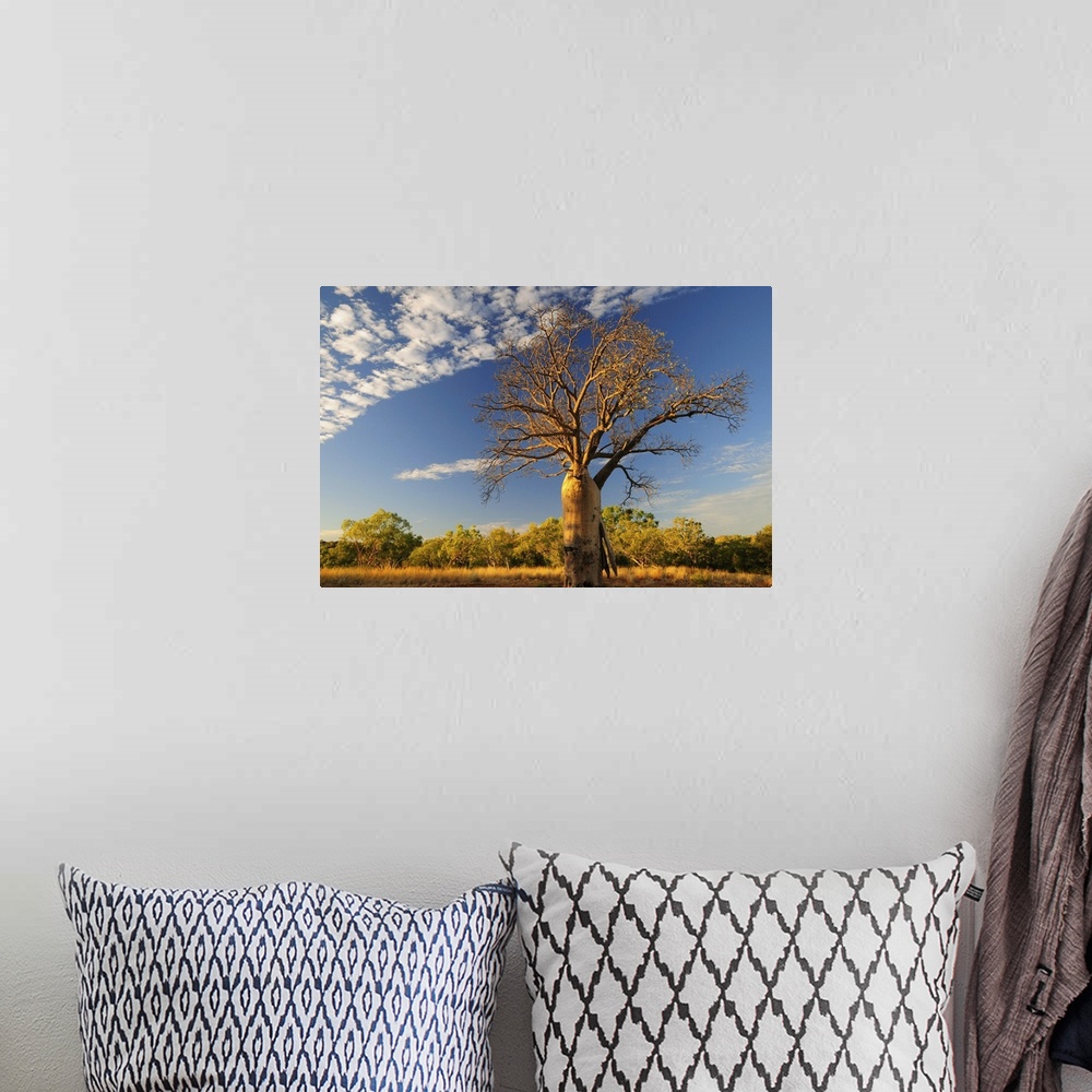 A bohemian room featuring Boab tree, Kimberley, Western Australia, Australia, Pacific