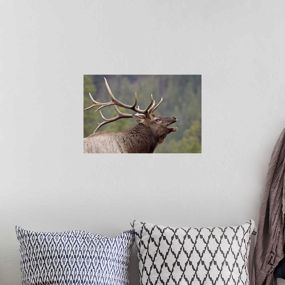 A bohemian room featuring Bull Elk (Cervus canadensis) bugling, Jasper National Park, Alberta, Canada, North America