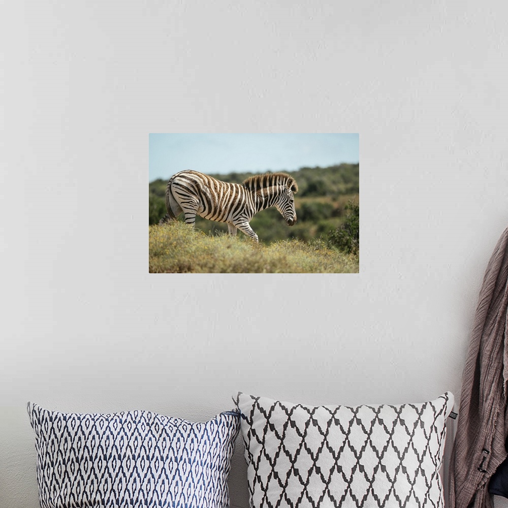 A bohemian room featuring Burchells Zebra, Addo Elephant National Park, Eastern Cape, South Africa, Africa
