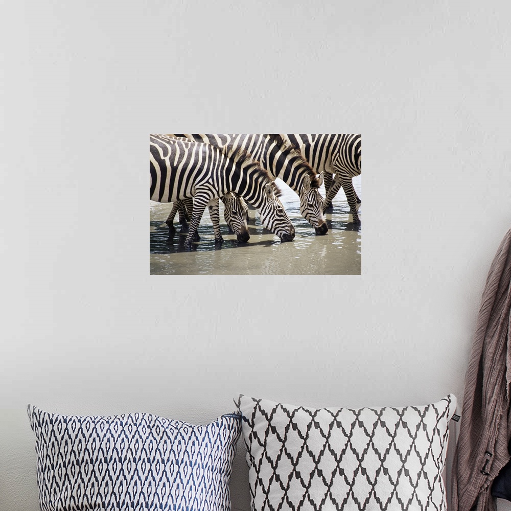 A bohemian room featuring Burchell's zebra, drinking, Tarangire National Park, Tanzania, East Africa