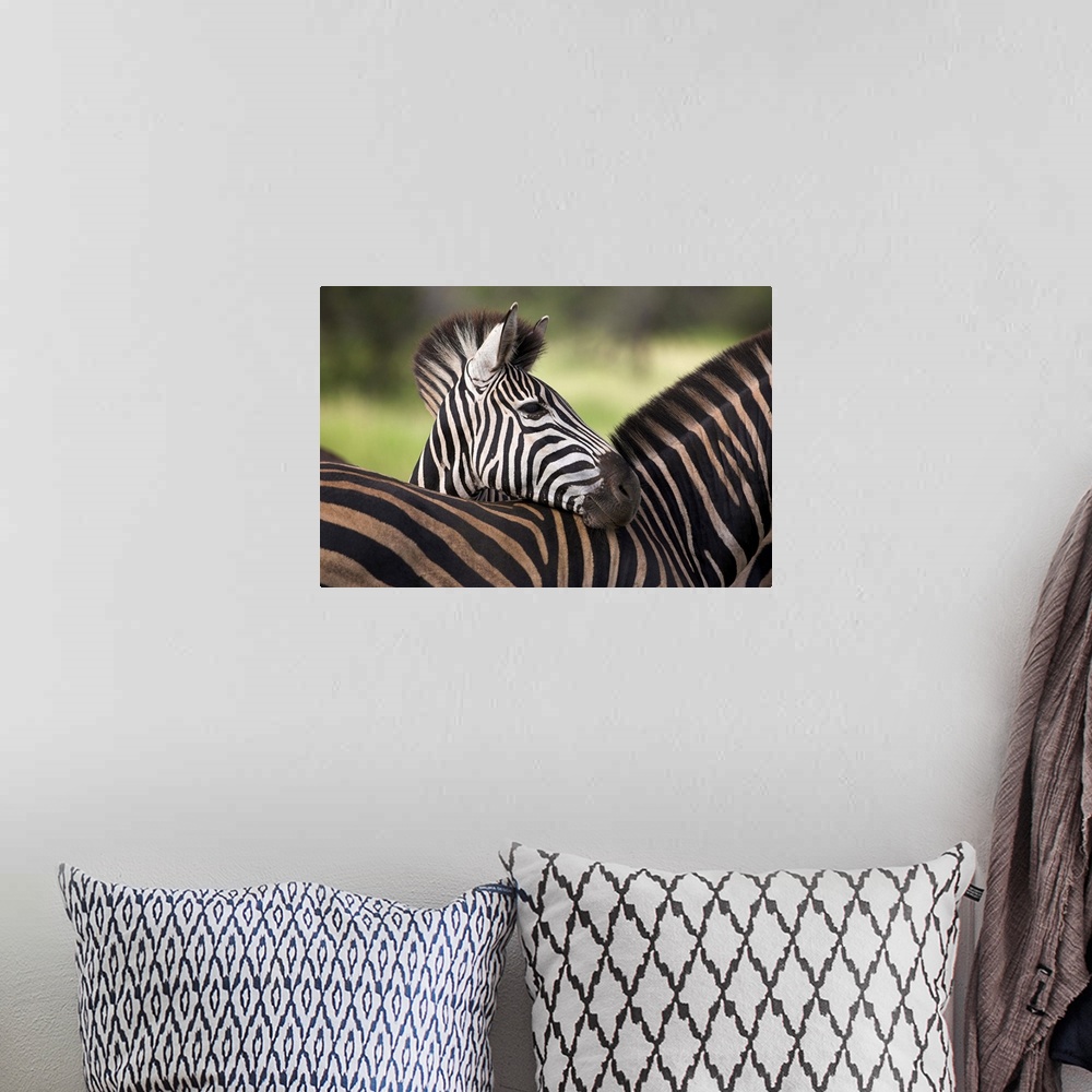 A bohemian room featuring Burchell's zebra, resting, Kruger National Park, South Africa