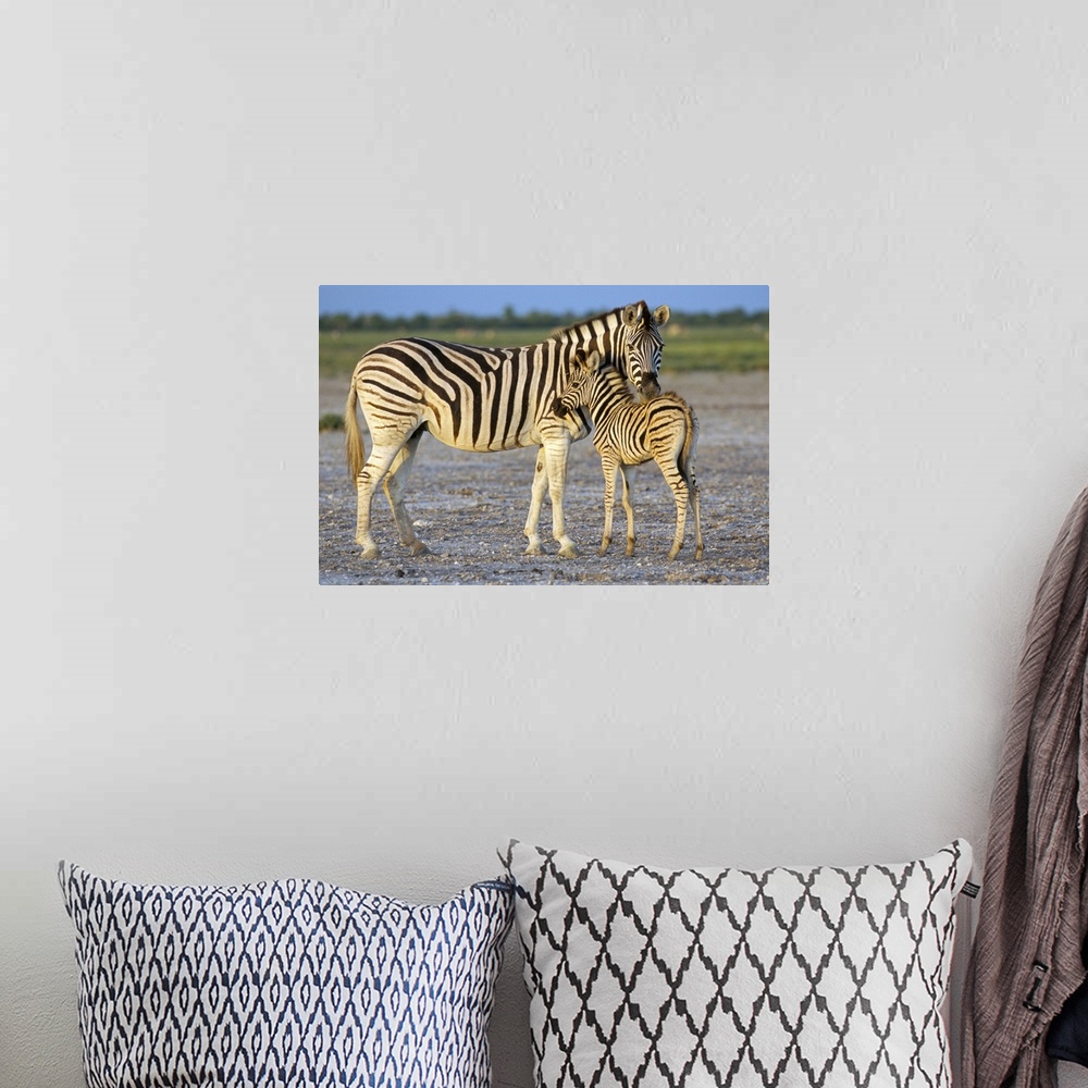 A bohemian room featuring Burchell's zebra with foal, Etosha National Park, Namibia