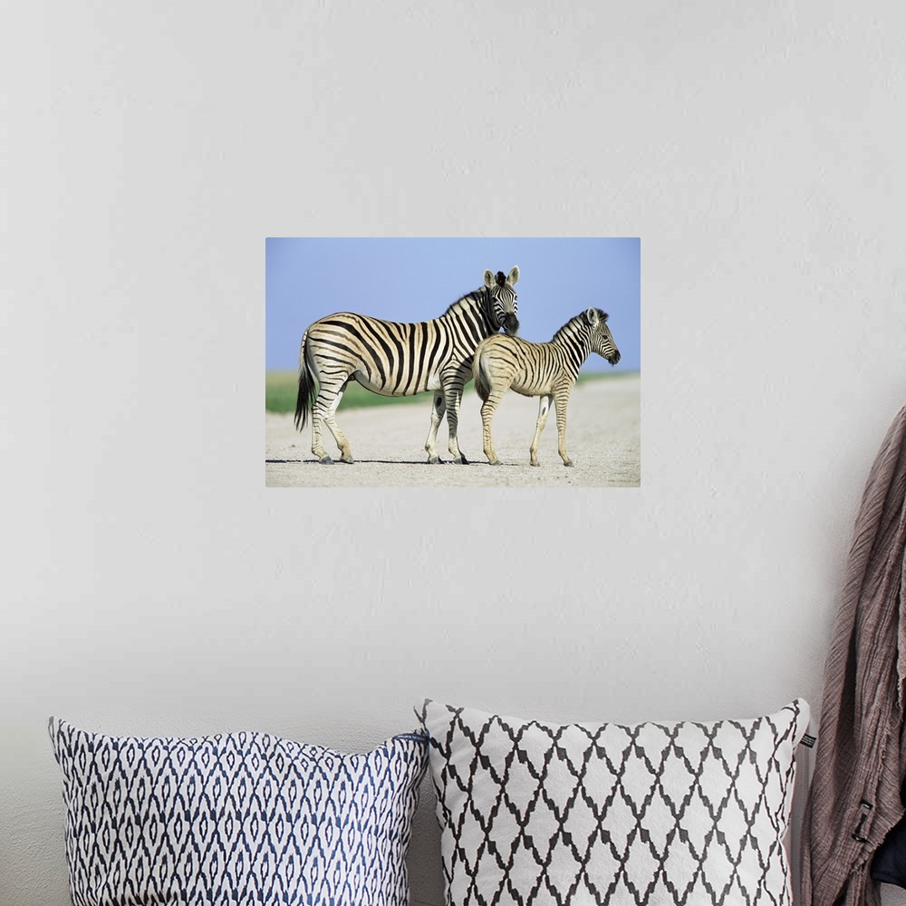 A bohemian room featuring Burchell's (Plains) zebra, with foal, Equus burchelli, Etosha National park, Namibia, Africa