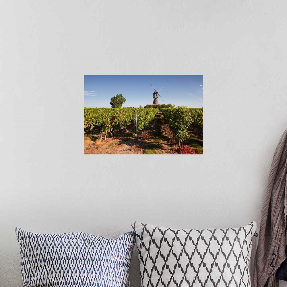 A bohemian room featuring Cabernet Franc grapes growing in a Montsoreau vineyard, Maine-et-Loire, France