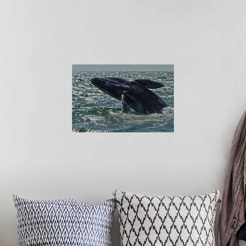 A bohemian room featuring California gray whale calf breaching, San Ignacio Lagoon, Baja California Sur, Mexico