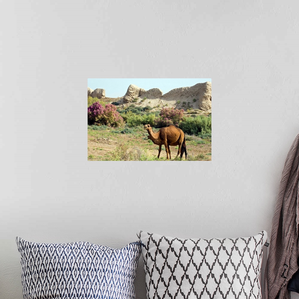 A bohemian room featuring Camels, Ancient Merv, Mary, Turkmenistan, Central Asia, Asia