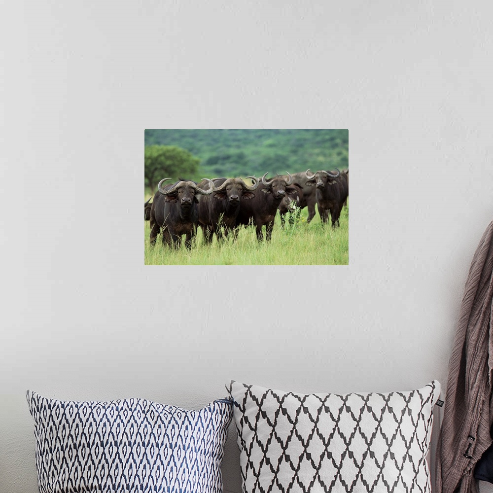 A bohemian room featuring Cape buffalo, Hluhluwe Game Reserve, Kwazulu-Natal, South Africa