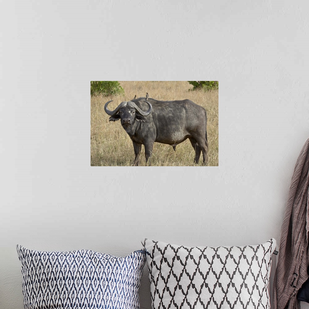 A bohemian room featuring Cape buffalo or African buffalo Masai Mara National Reserve, Kenya