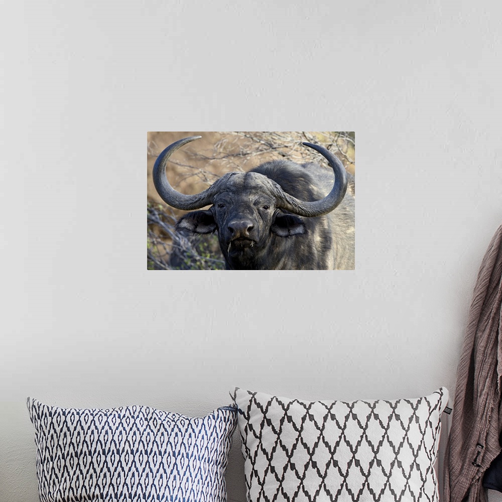 A bohemian room featuring Cape buffalo or African buffalo Mountain Zebra National Park, South Africa