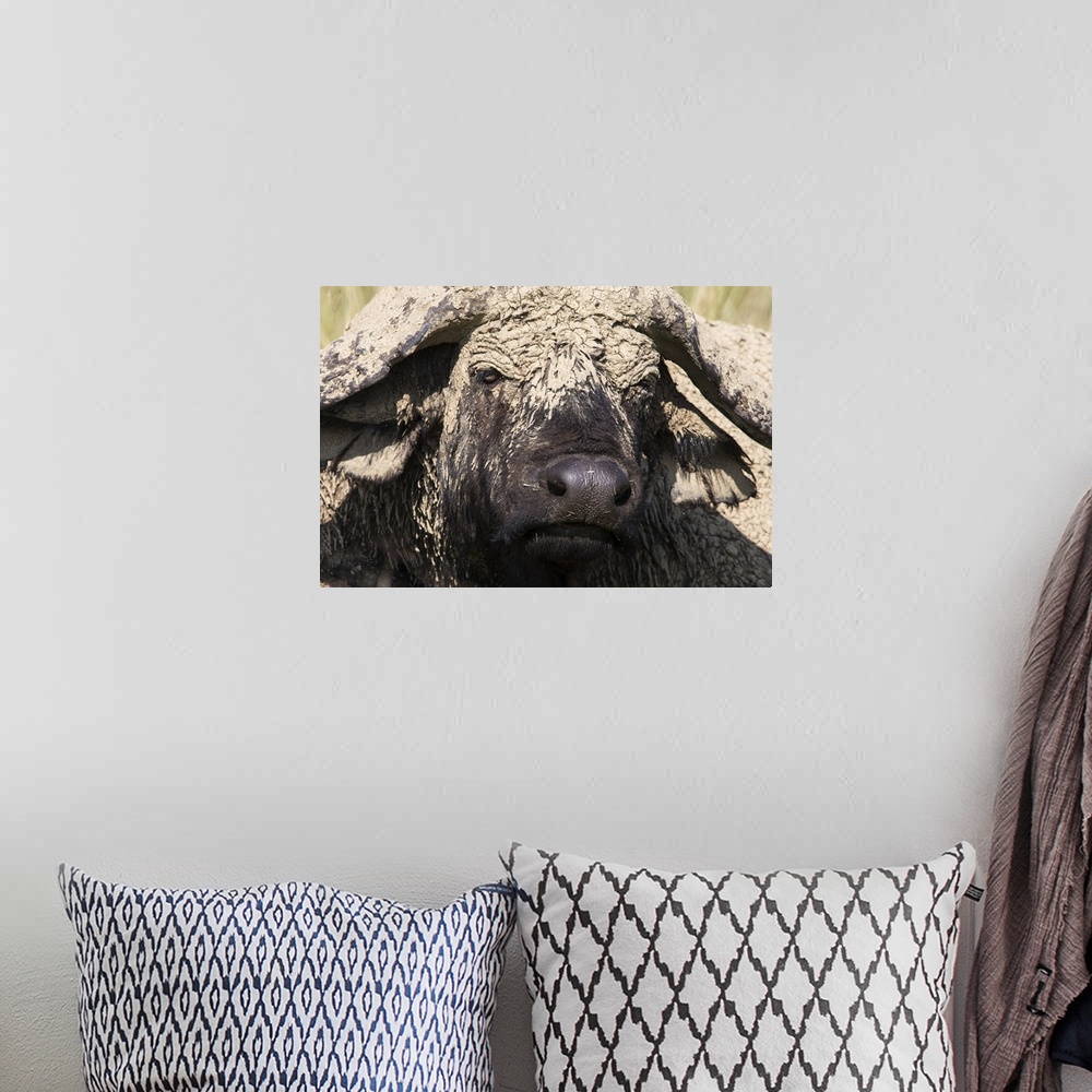 A bohemian room featuring Cape buffalo with dried mud, Lake Nakuru National Park, Kenya, Africa