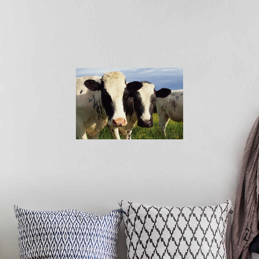 A bohemian room featuring Cattle