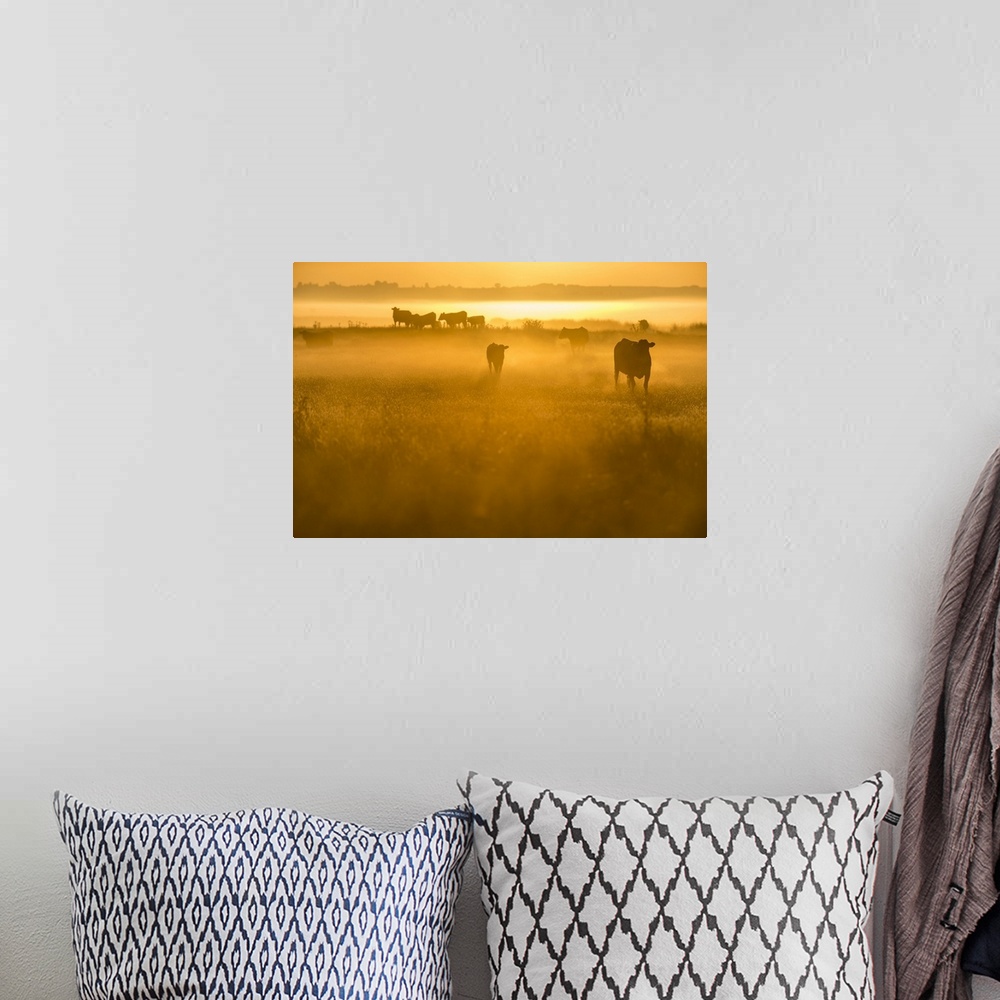 A bohemian room featuring Cattle on grazing marsh at sunrise, Elmley Marshes National Nature Reserve, North Kent Marshes, I...