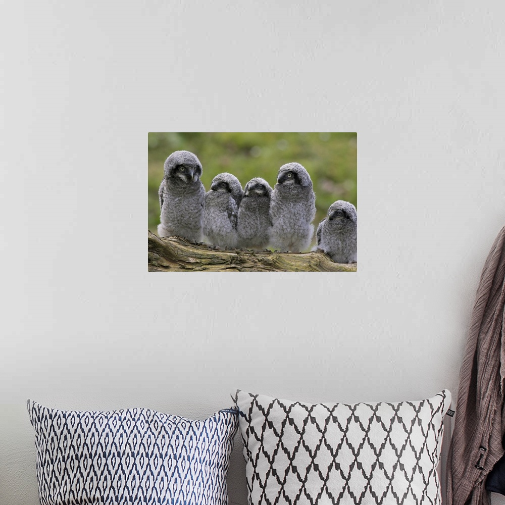 A bohemian room featuring Chicks of Northern hawk owl native to Scandinavia and Eurasia, Cumbria, England