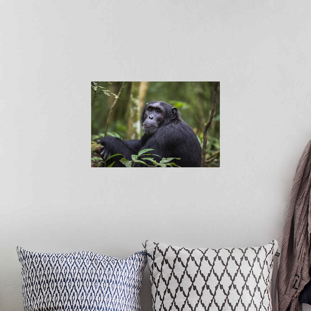 A bohemian room featuring Chimpanzee, Kibale National Park, Uganda