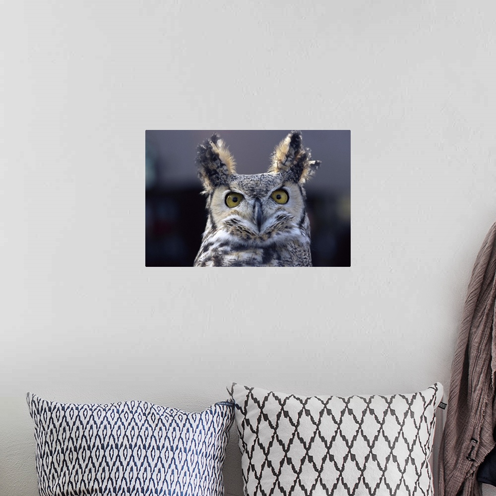 A bohemian room featuring Close-up of a greeat horned owl, Colorado