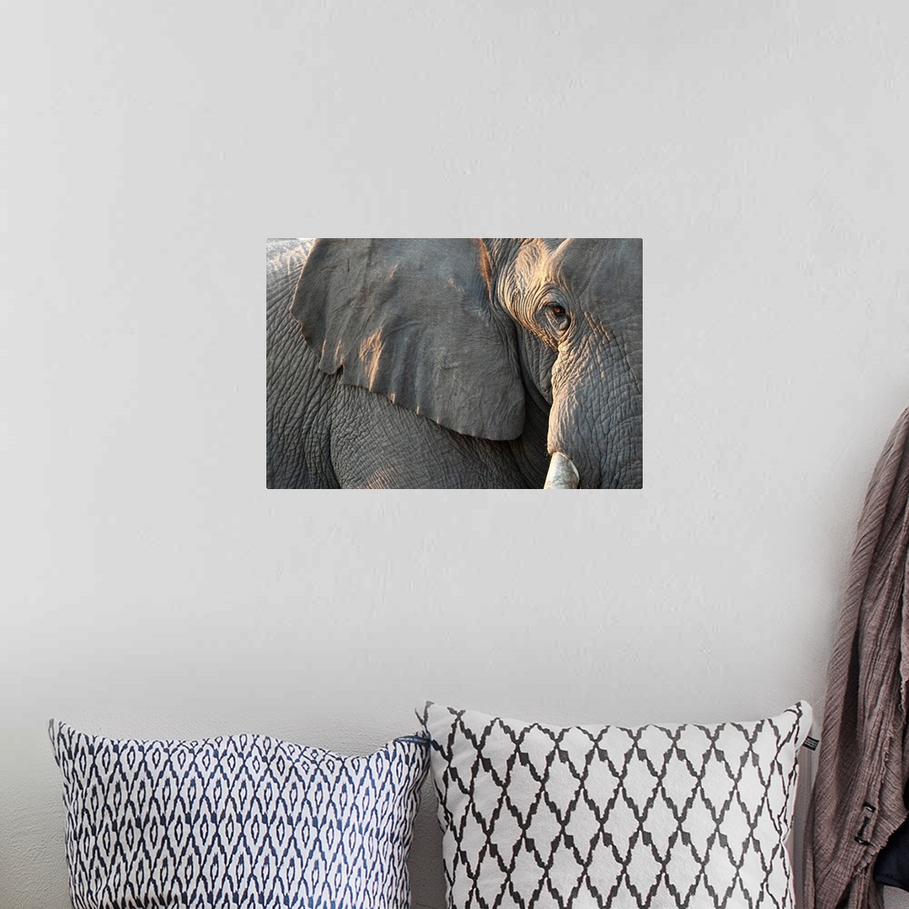 A bohemian room featuring Close up of partial facen elephant, Etosha National Park, Namibia