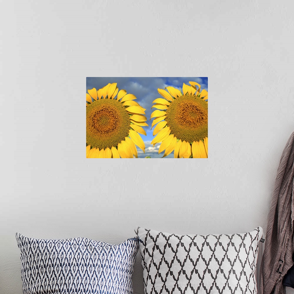 A bohemian room featuring Close-up of two sunflower heads in the Spanish sun, Spain, Europe