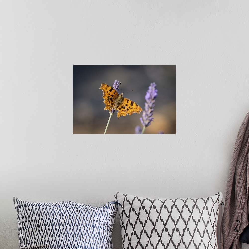 A bohemian room featuring Comma Butterfly (Polygonia c-album) on Lavender (Lavandula), Cheshire, England, United Kingdom, E...