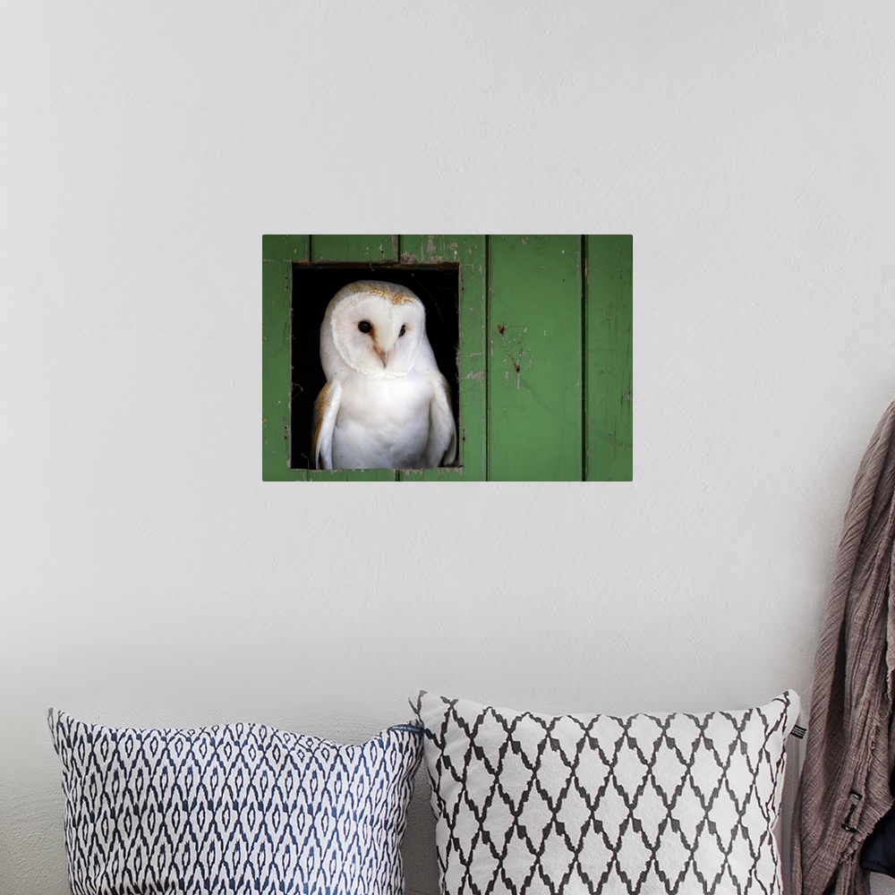A bohemian room featuring Common barn owl (Tyto alba) sitting in barn door, Yorkshire, England, United Kingdom, Europe
