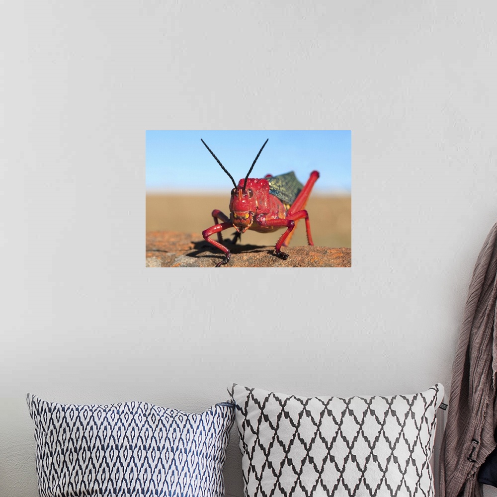 A bohemian room featuring Common milkweed locust, Karoo, South Africa