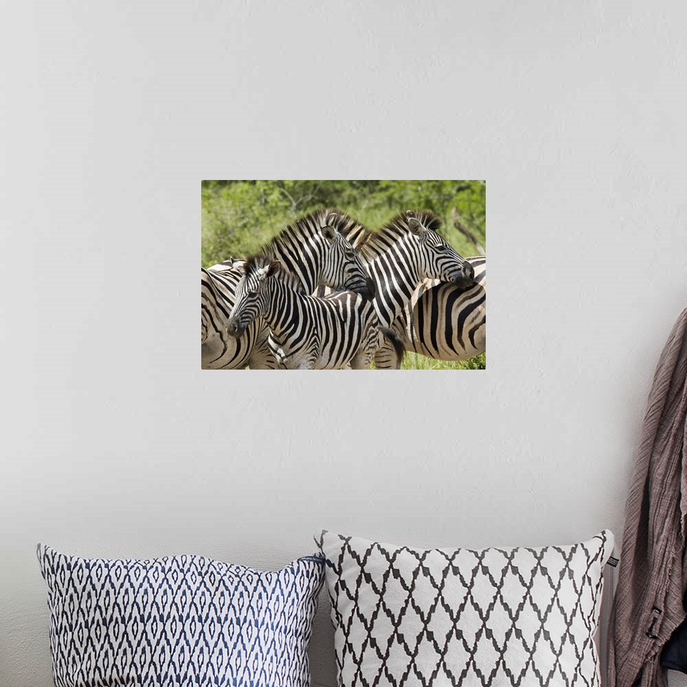 A bohemian room featuring Common zebra Hluhluwe and Imfolozi  Game Reserves, Kwazulu-Natal, Africa