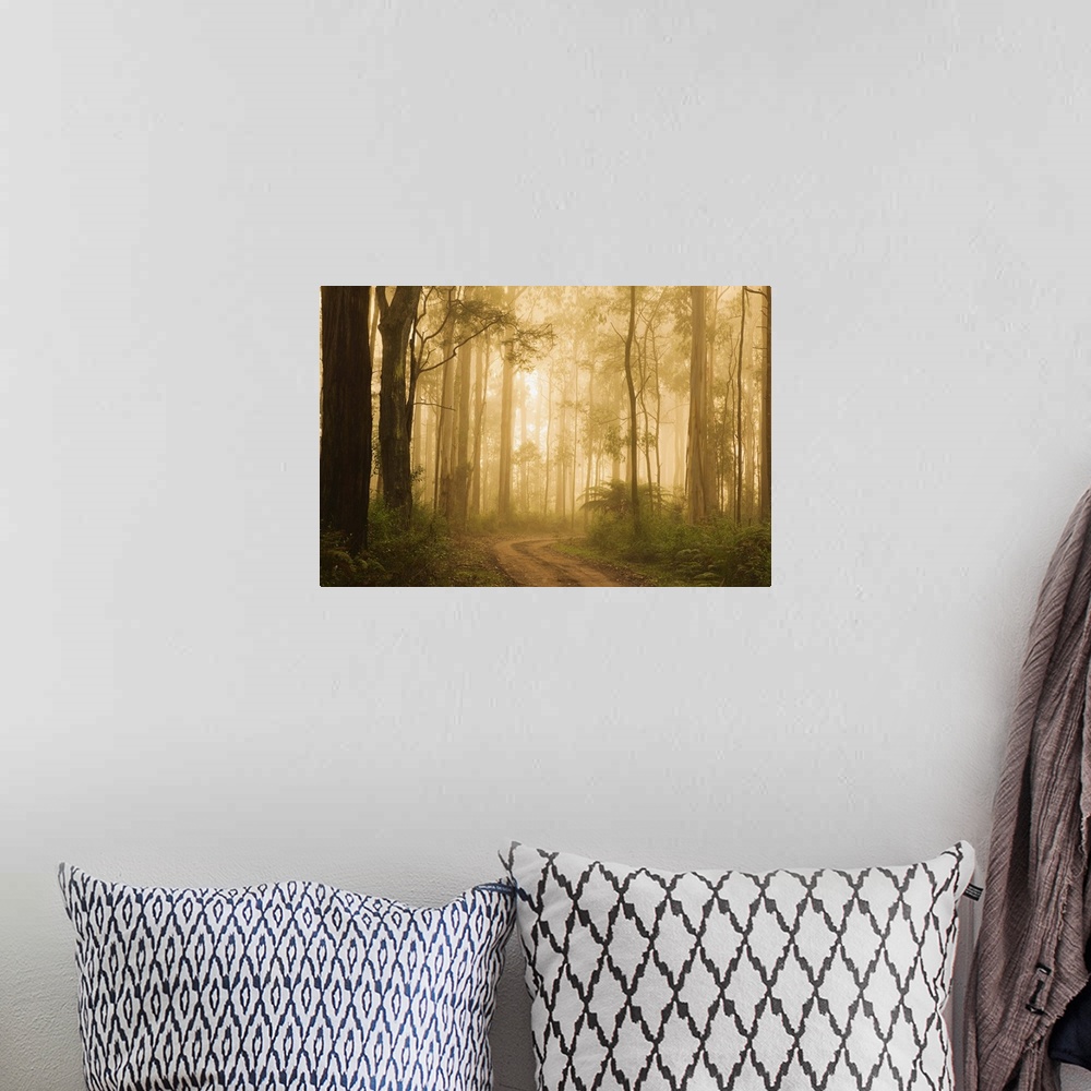A bohemian room featuring Country road in fog, Dandenong Ranges, Victoria, Australia, Pacific