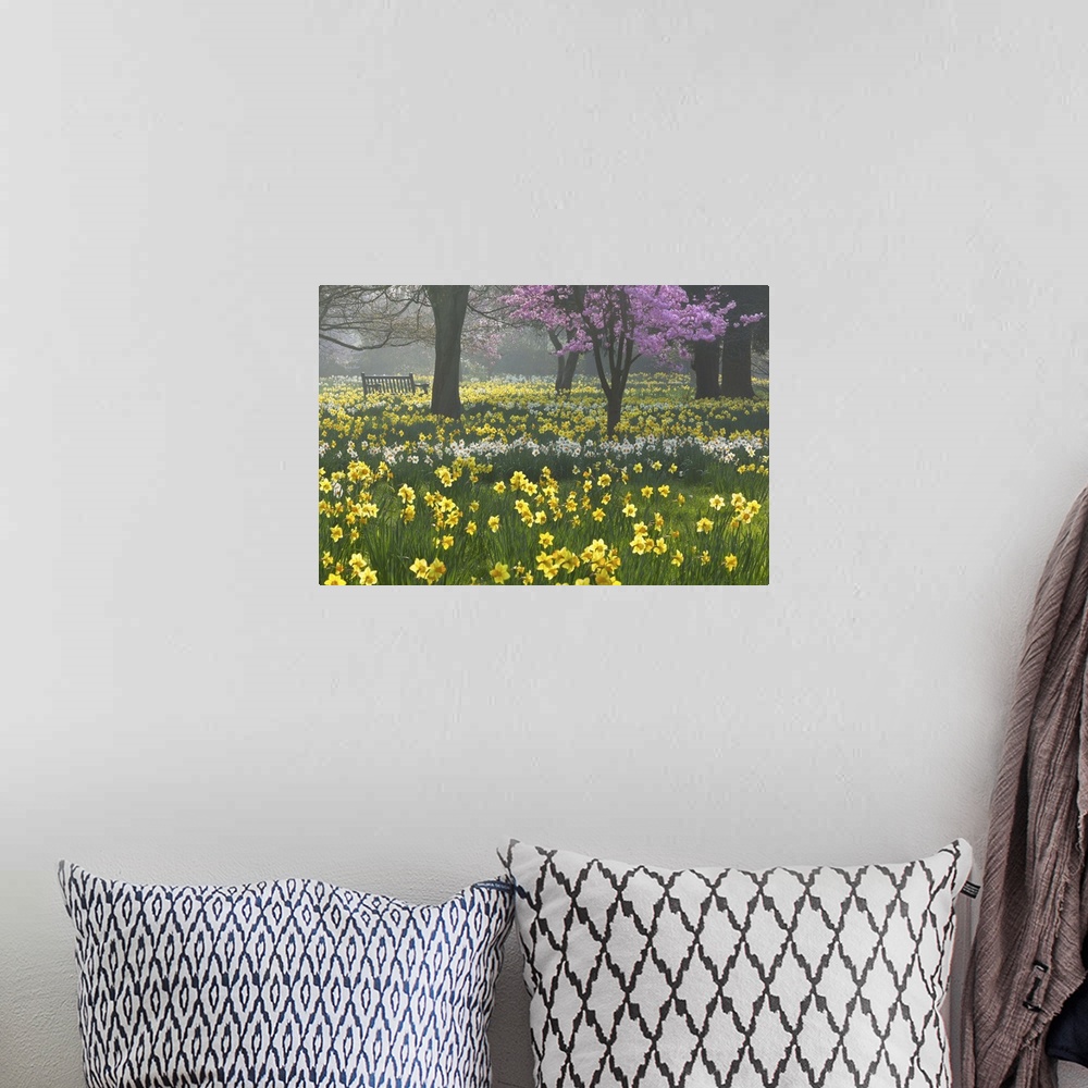 A bohemian room featuring Daffodils and blossom in spring, Hampton, Greater London, England