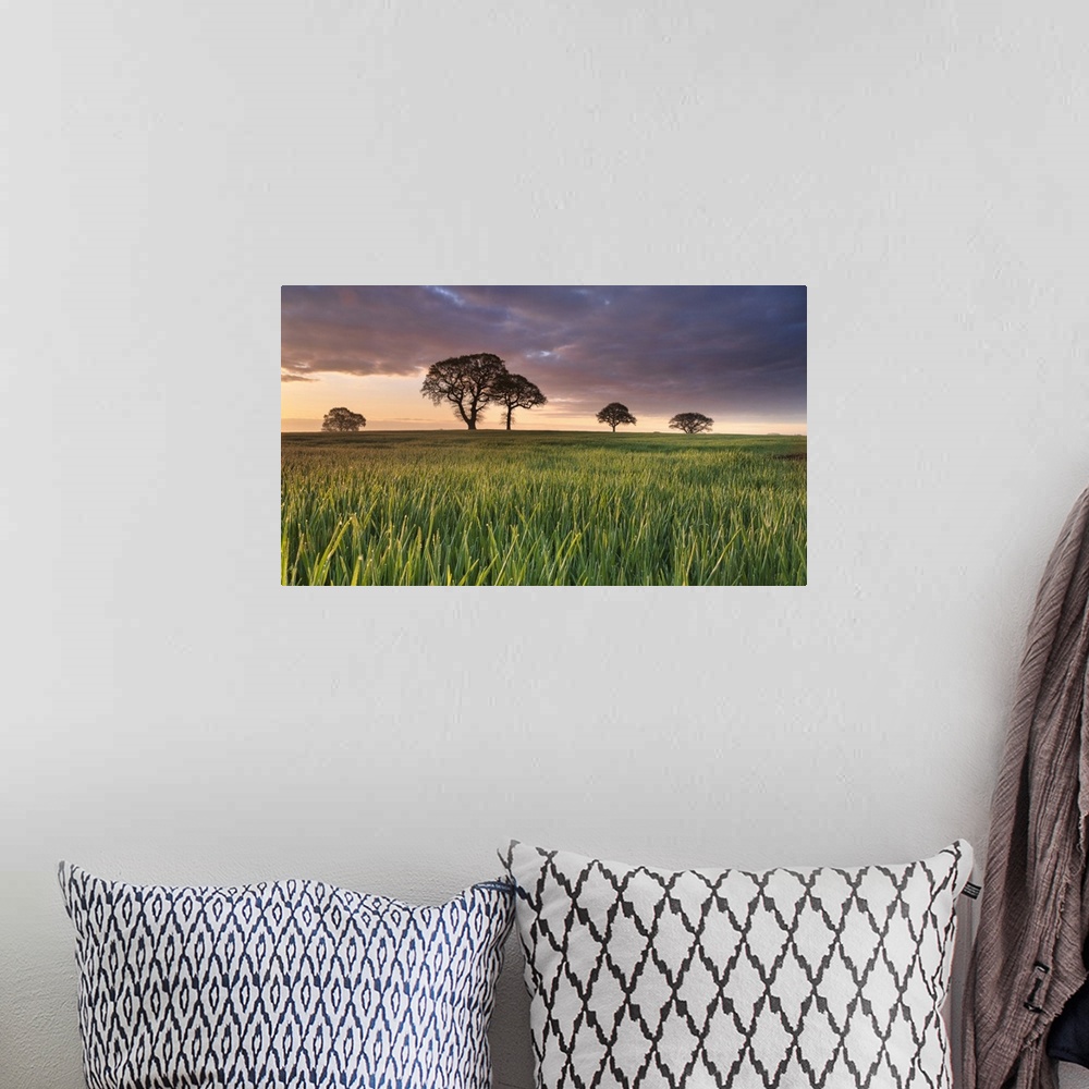 A bohemian room featuring Daybreak over oak trees in a corn field near York, England, United Kingdom, Europe