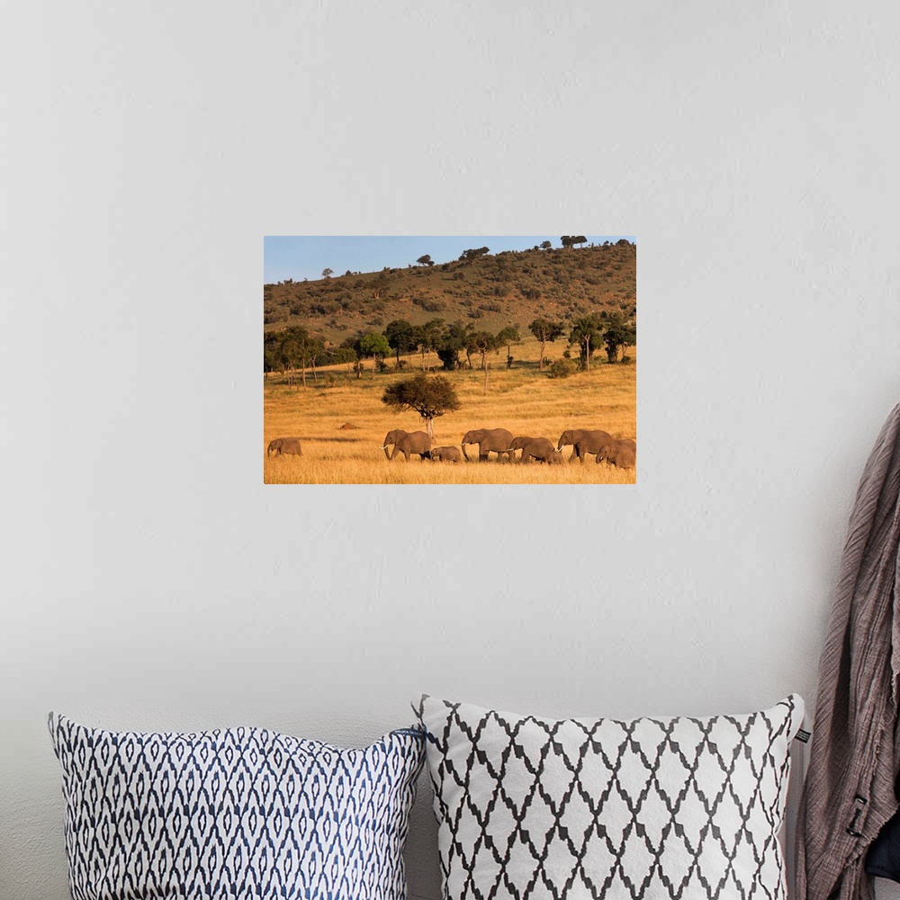A bohemian room featuring Elephant herd, Masai Mara National Reserve, Kenya, East Africa, Africa