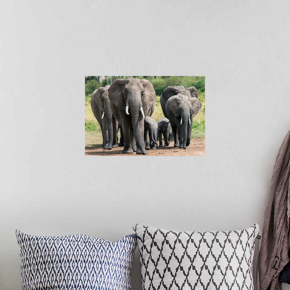 A bohemian room featuring Elephant herd walking to the river to drink, Masai Mara National Reserve, Kenya, Africa