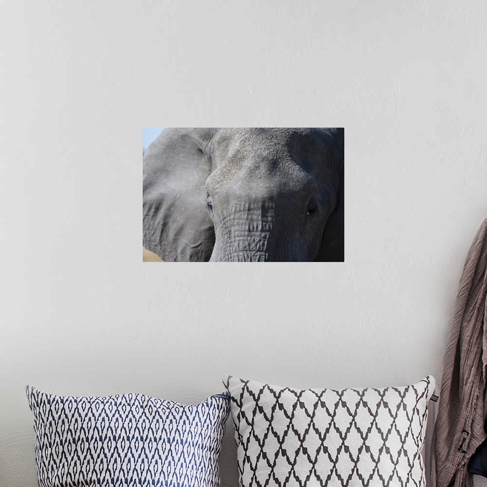 A bohemian room featuring Elephant (Loxodonta africana), Khwai Concession, Okavango Delta, Botswana, Africa