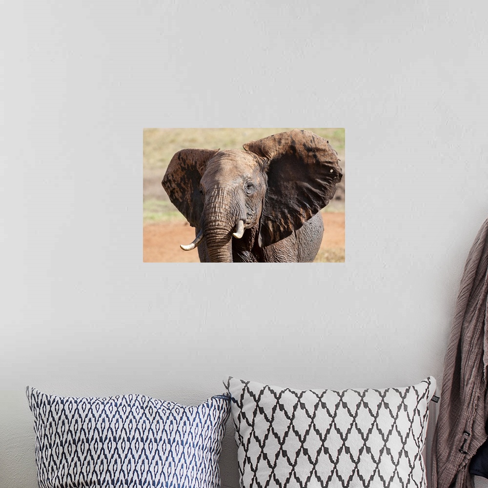 A bohemian room featuring Elephant (Loxodonta africana), Taita Hills Wildlife Sanctuary, Kenya, East Africa, Africa