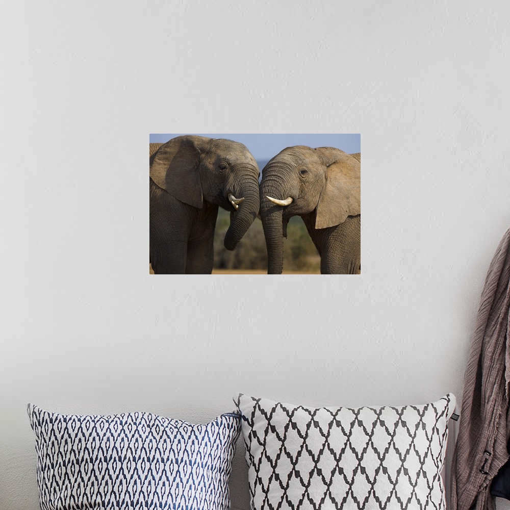 A bohemian room featuring Elephants, Addo Elephant National park, Eastern Cape, South Africa