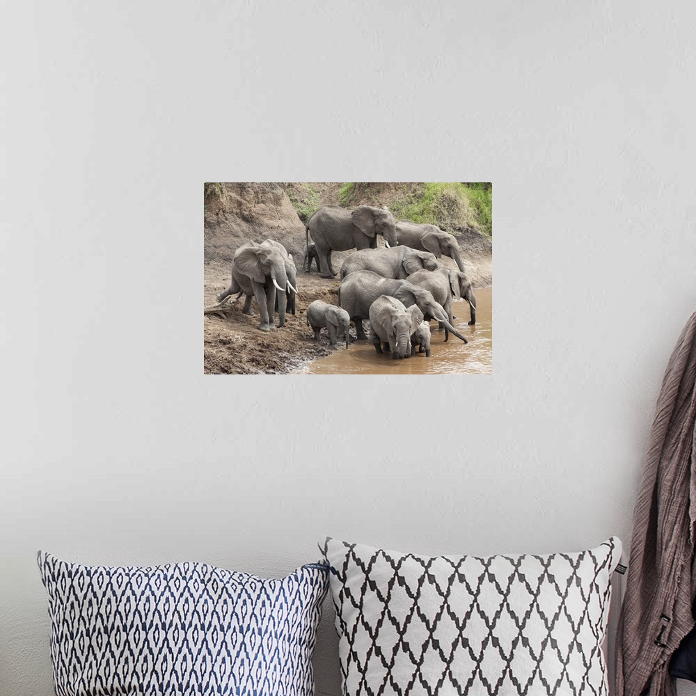 A bohemian room featuring Elephants at Mara River, Masai Mara National Reserve, Kenya, Africa