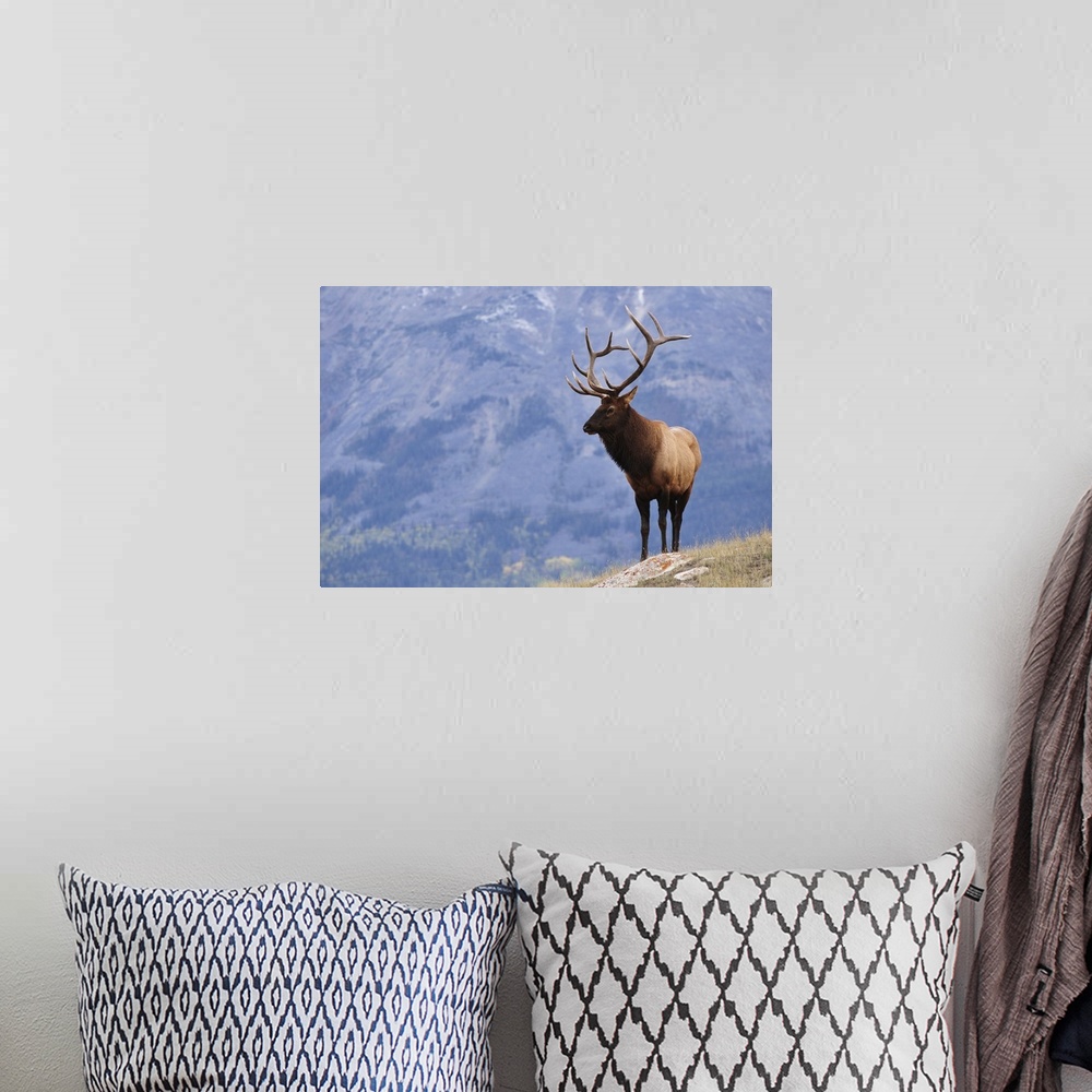 A bohemian room featuring Elk, Jasper National Park, Alberta, Canada, North America