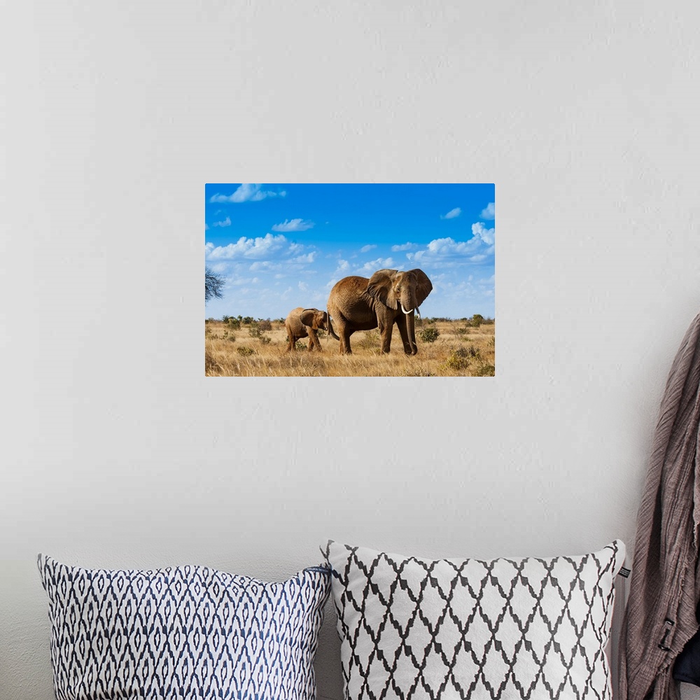 A bohemian room featuring Female Elephant and two year old calf (Loxodonta africana), Tsavo East National Park, Kenya, East...