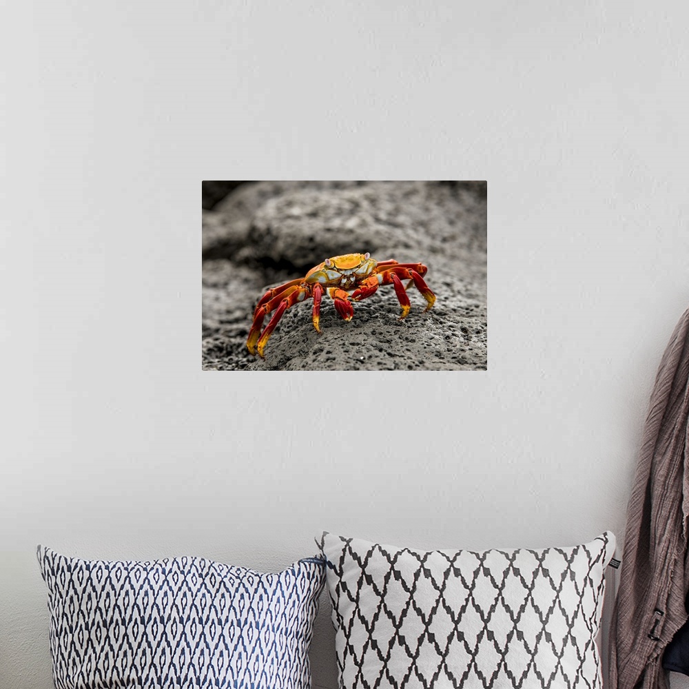 A bohemian room featuring Fiddler Crab on a rocky beach, Isabela Island, Galapagos, Ecuador, South America