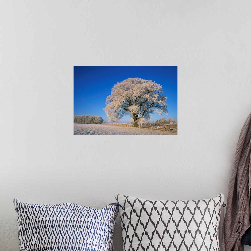 A bohemian room featuring Frosted tree in rural winter scene, Leicestershire, England, United Kingdom, Europe