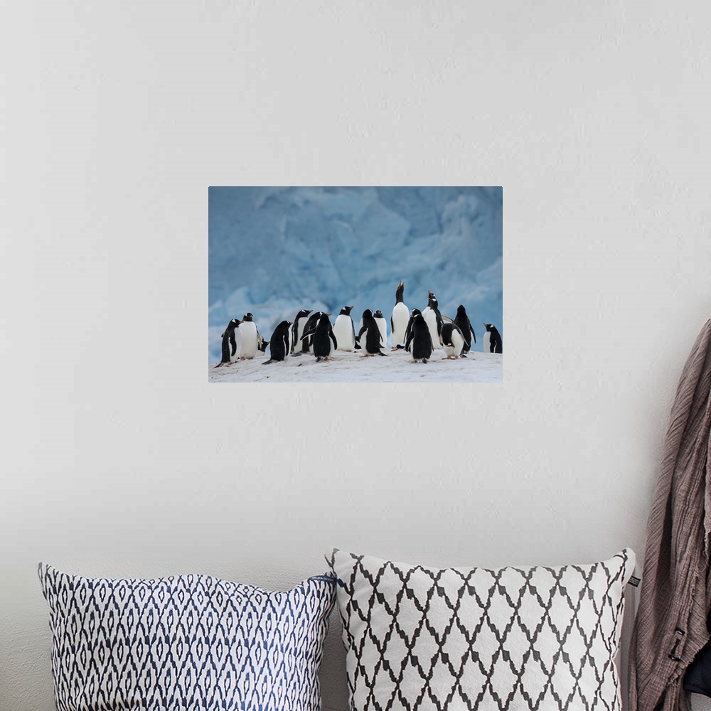 A bohemian room featuring Gentoo penguin colony (Pygoscelis papua) in front of a recently collapsed glacier, Damoy Point, W...