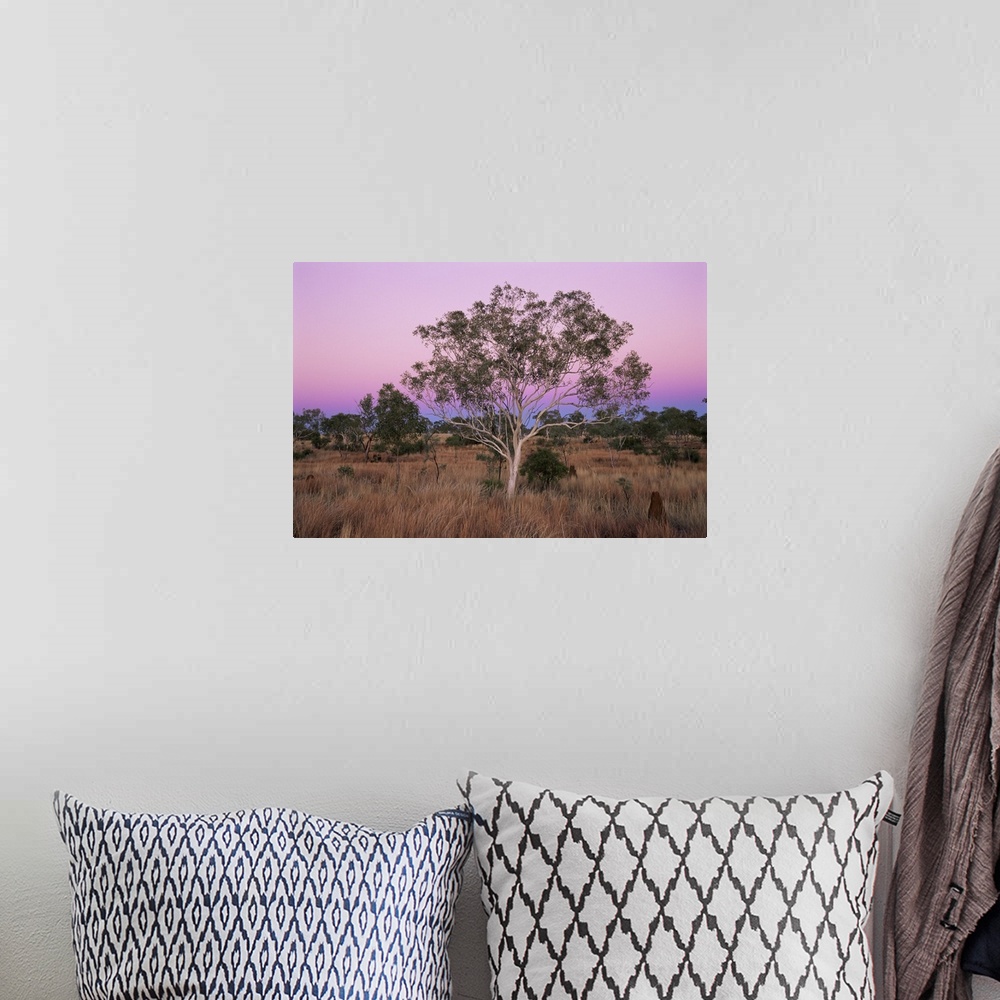 A bohemian room featuring Ghost gums, Northern Territory, Australia, Pacific