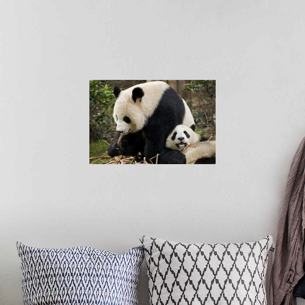 A bohemian room featuring Giant Panda cubs Panda Breeding and Research Centre, Chengdu, Sichuan, China