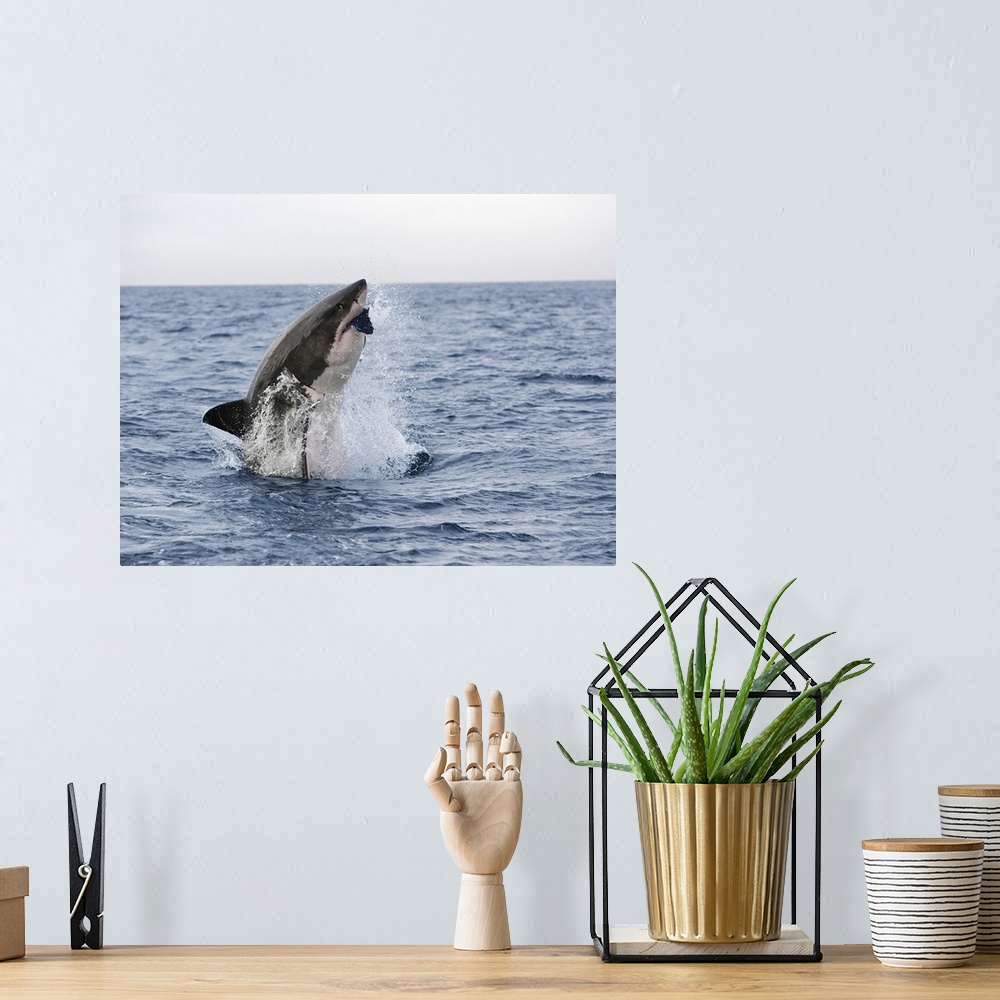 A bohemian room featuring Great white shark breaching to decoy, Seal Island, False Bay, Cape Town, Africa