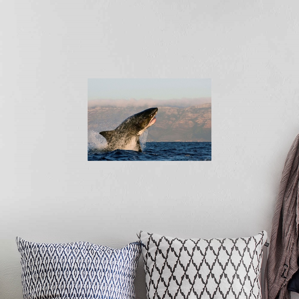 A bohemian room featuring Great white shark (Carcharodon carcharias), Seal Island, False Bay, Simonstown, Western Cape, Sou...