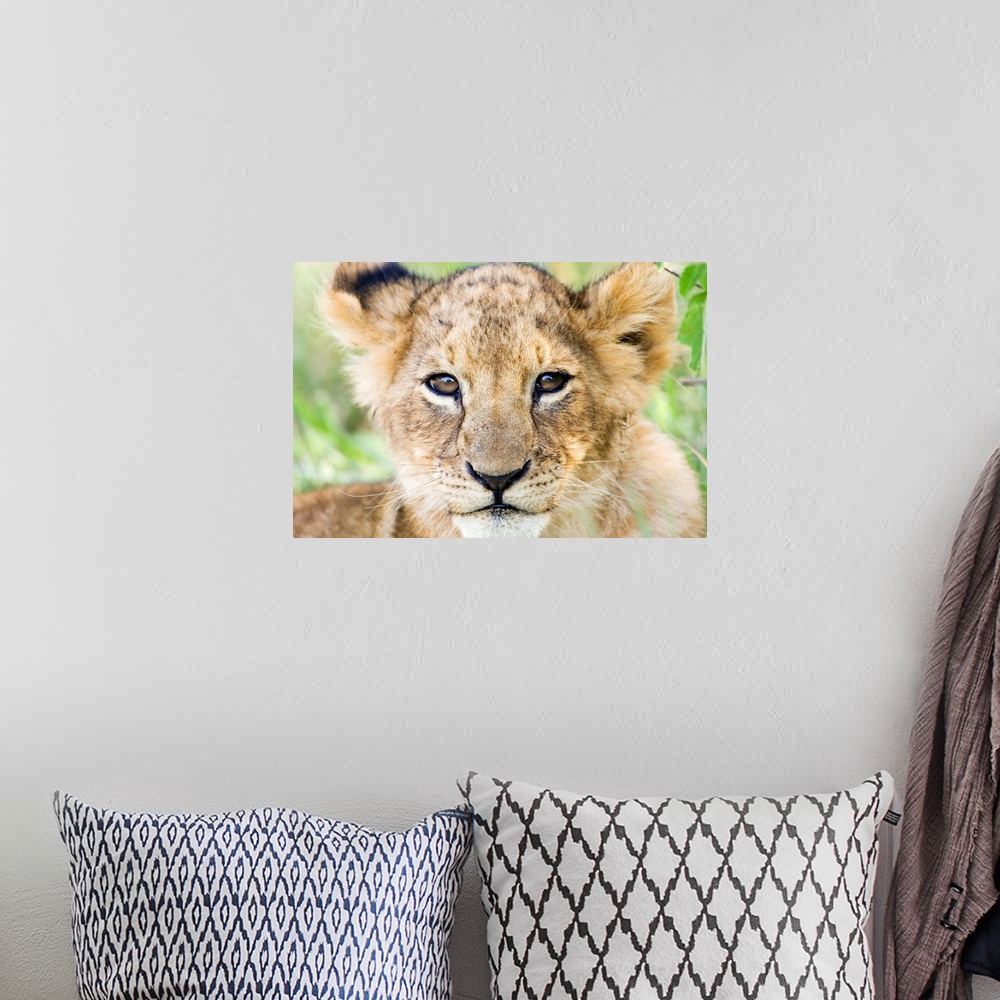 A bohemian room featuring Head on shot of lion cub looking at camera, Masai Mara Game Reserve, Kenya