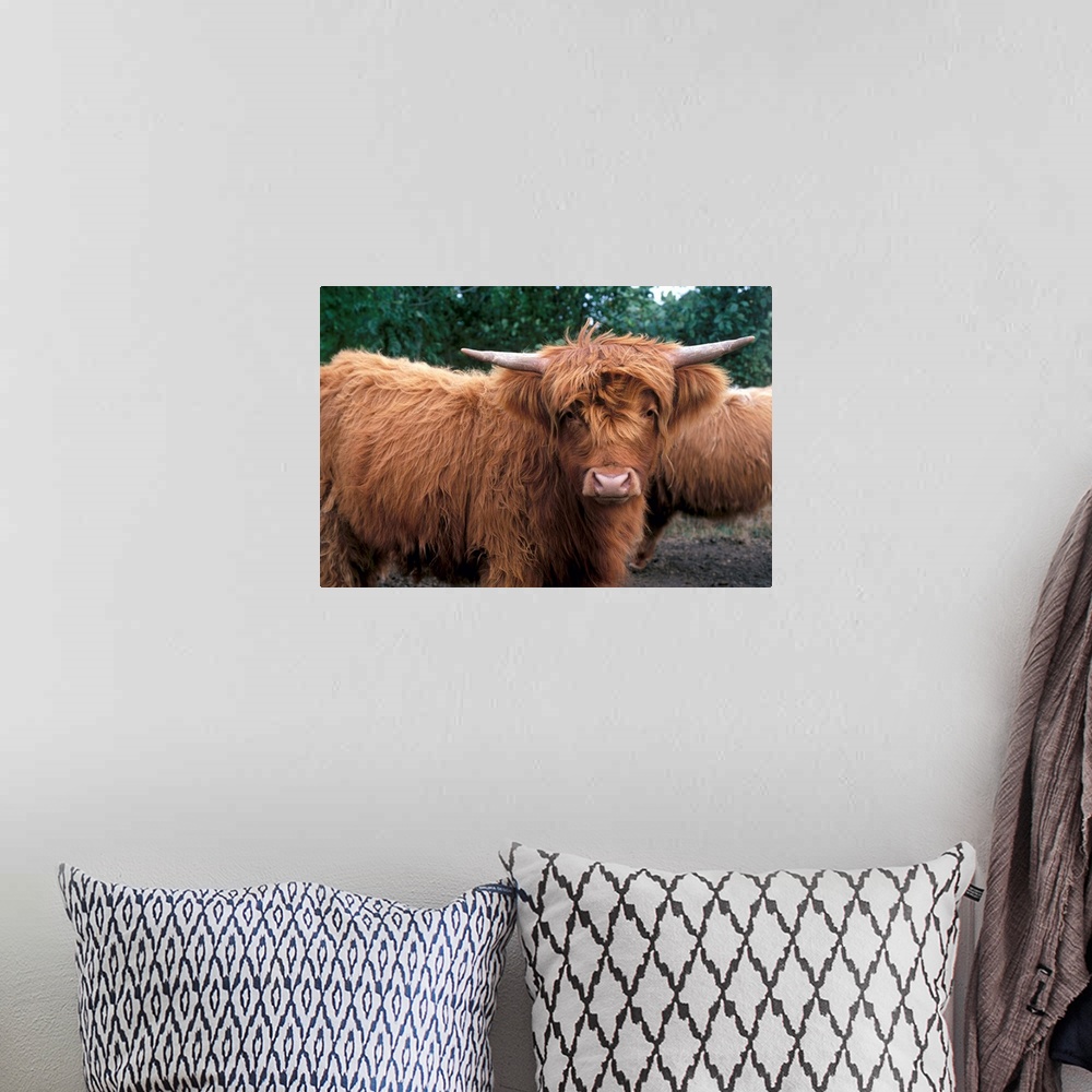 A bohemian room featuring Highland cattle, Scotland, UK