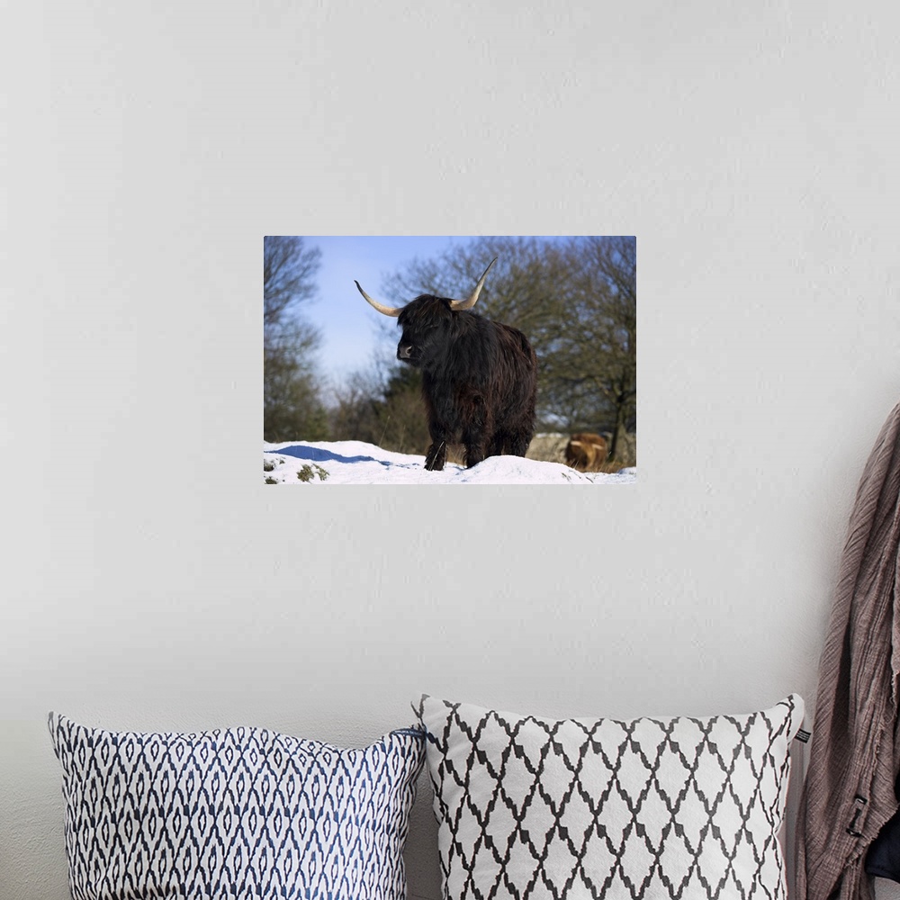 A bohemian room featuring Highland cow in snow, conservation grazing on Arnside Knott, Cumbria, England