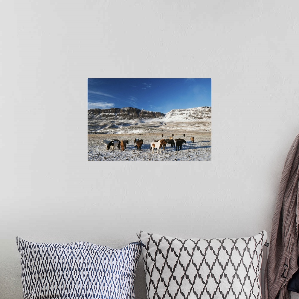 A bohemian room featuring Icelandic horses, Iceland, Polar Regions.