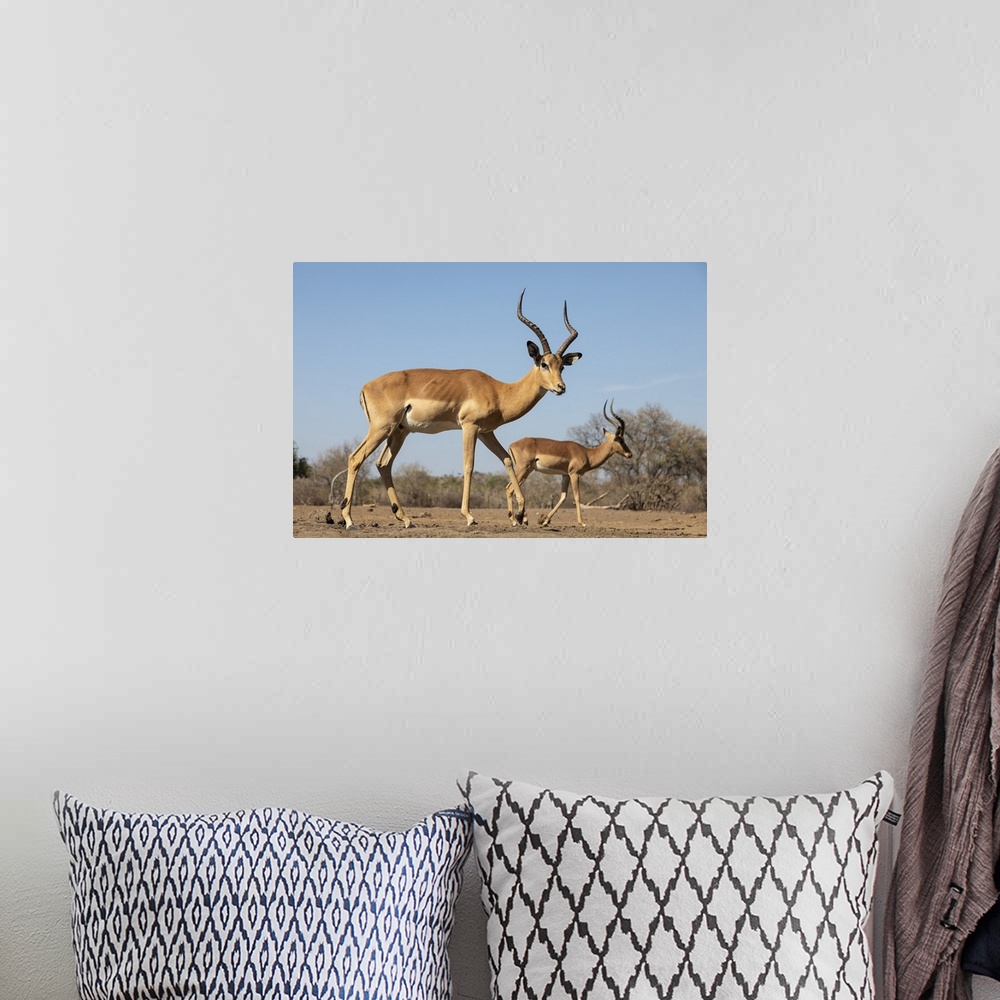 A bohemian room featuring Impala (Aepyceros melampus), Mashatu Game Reserve, Botswana, Africa